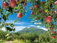 「果物が魅力的」だと思う都道府県ランキング！ 2位「青森県」を抑えた1位は？【2025年調査】