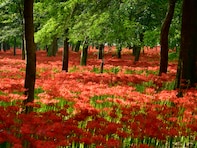 秋に行きたいと思う「埼玉県の絶景スポット」ランキング！ 2位「巾着田曼珠沙華公園」を抑えた1位は？【2025年調査】