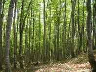 秋に行きたい「石川県の穴場秘境」ランキング！ 2位「大嵐山」、1位は？ 【2025年度調査】