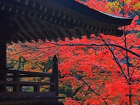 秋に行きたい「香川県の穴場秘境」ランキング！ 2位「大窪寺」、1位は？ 【2025年度調査】