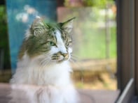 私に何かあったら愛猫の「飼育費」と「お世話」はどうなる？ 飼い主と猫の“老後不安”をゼロにする備え