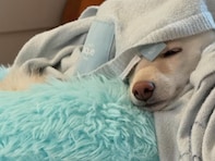 「この状態でした」かまいたち山内の妻、愛犬のハプニング写真公開「可愛すぎてたまらない」「もう愛おし過ぎて」