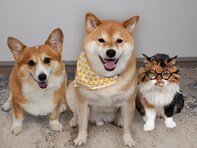 同居コーギーにまで影響が…！ 大人気・柴犬スティーブの「気分次第のオイデ」再教育へのほっこり奮闘