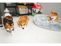 【SNSで大人気！】柴犬スティーブの「ピプピプ」が癖になった理由を配信者が語る！