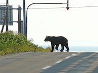 「クマは恐ろしい猛獣」論争の知られざる背景。クマ被害の裏側で進行するシカ急増と森林破壊の危機