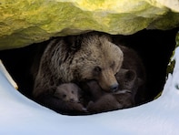 【実録】「死んでいてもおかしくなかった」——クマ研究者が冬眠穴で遭遇した、母グマとの極限の対峙