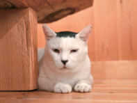 猫の「さくら耳」は単なるマークではない。元保護猫・磯辺海苔男の飼い主が15年続ける、優しい見守り方