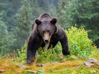 ロシアではクマがトラに食べられ、日本ではクマが人を襲う。研究者が2年かけてたどり着いた調査現場