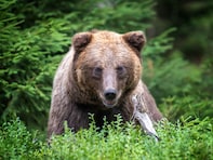20年の「ウンコ拾い」で判明！ 秋に1年の80％を食い溜めするクマの生態とドングリ凶作のヤバさ