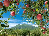 旅先で買いたい「青森県のお土産」ランキング！ 2位「林檎けんぴ（マキュレハウス）」を抑えた1位は？ 【2025年調査】