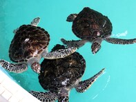 特産品が楽しめると思う「三重県の道の駅」ランキング！ 2位「紀宝町ウミガメ公園」、1位は？ 【2025年調査】