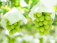 旅先で買いたい「山梨県のお土産」ランキング！ 2位「玉洋かん（シャインマスカット）」、1位は？ 【2025年調査】