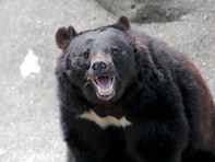 【緊迫記録】ツキノワグマが2時間で10頭…前代未聞の大量目撃！ 2023年秋田で見た“今につながる異変”