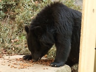 クマは驚くほど「食べ方が雑」だった。自然写真家が見た、枝を折り捨て、毒草も利用する意外な食生活