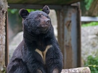 「クマとの共存はない」自然写真家が断言する残酷な現実。きれいごとでは済まない“せめぎ合い”の正体