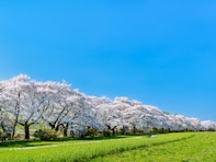 好き＆飲んでみたい「岩手県の地酒」ランキング！ 2位「タクシードライバー」を抑えた1位は？ 【2025年調査】