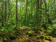 長期休みに行きたい「山梨県の穴場秘境」ランキング！3位「旧青木ヶ原樹海」を抑えた同率1位は？【2025年調査】