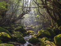 長期休みに行きたい「鹿児島県の穴場秘境」ランキング！ 2位「白谷雲水峡（屋久島）」、1位は？ 【2025年調査】
