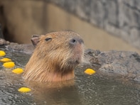 クリスマスに行きたいと思う「静岡県（伊豆・熱海・東伊豆エリア）の温泉地」ランキング！ 2位「伊東温泉」を抑えた1位は？【2025年調査】