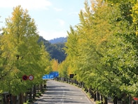 クリスマスに行きたい「東京都の絶景ドライブスポット」ランキング！ 2位「高尾街道」、1位は？【2025年調査】