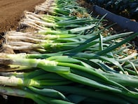 絶対に外さないと思う「埼玉県の1200円未満のお土産」ランキング！ 2位「元祖ねぎみそ煎餅」を抑えた1位は？【2025年調査】