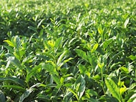 埼玉県らしさを感じる「1200円～1700円未満のお土産」ランキング！ 2位「さやま茶らんぐ」を抑えた1位は？【2025年調査】