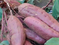 埼玉県らしさを感じる「1700円以上のお土産」ランキング！ 2位「いも恋」を抑えた1位は？【2025年調査】