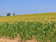 コスパがいいと思う「北海道の1000円未満のお土産」ランキング！ 2位「とうきびチョコ」を抑えた1位は？