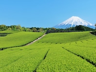 出身と聞いてすごいと思う「静岡県の私立進学校」ランキング！ 2位「静岡サレジオ高等学校」を抑えた1位は？【2025年調査】