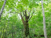 長期休みに行きたいと思う「秋田県の旅行先」ランキング！ 2位「白神山地」を抑えた1位は？【2025年調査】