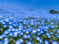 長期休みに行きたいと思う「茨城県の旅行先」ランキング！ 2位「国営ひたち海浜公園」、1位は？【2025年調査】