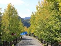 冬に行きたい「東京都の絶景ドライブスポット」ランキング！ 2位「高尾街道（高尾山～陣馬街道）」を抑えた1位は？【2026年調査】