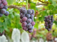 読むのが難しいと思う「群馬県の自治体」ランキング！ 2位「榛東村」を抑えた1位は？【2026年調査】