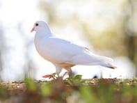 神奈川県らしさを感じる「神奈川県のお土産」ランキング！ 2位「鳩サブレー」を抑えた1位は？【2026年調査】