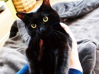 【猫沼】「名前はまるにした」。1匹の黒猫に心を奪われた男が、迷い猫を放っておけなくなるまで