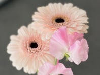 「さゆりんごがママかぁ」松村沙友理、第1子出産を報告！ 「あのまちゅが…感動」「涙がでてきちゃう」