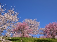 千葉で行ってみたい＆好きな桜の名所ランキング！ 2位「成田市さくらの山」を抑えた1位は？【2026年調査】