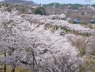 群馬で行ってみたい＆好きな桜の名所ランキング！ 2位「伊香保グリーン牧場」を抑えた1位は？【2026年調査】