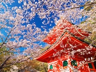 和歌山で行ってみたい＆好きな桜の名所ランキング！ 2位「紀三井寺」を抑えた1位は？【2026年調査】