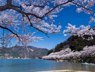 滋賀で行ってみたい＆好きな桜の名所ランキング！同率2位「海津大崎」「鮎河の千本桜」、1位は？【2026年調査】