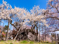 山梨で行ってみたい＆好きな桜の名所ランキング！ 2位「山高神代桜」を抑えた1位は？【2026年調査】