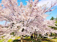 北海道で「行ってみたい＆好きな桜の名所」ランキング！ 2位「円山公園」を抑えた1位は？【2026年調査】
