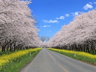 秋田県で「行ってみたい＆好きな桜の名所」ランキング！ 2位「桜並木と菜の花ロード」を抑えた1位は？【2026年調査】