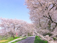 宮城県で「行ってみたい＆好きな桜の名所」ランキング！ 2位「みなみかた千本桜」を抑えた1位は？【2026年調査】