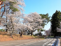山形県で「行ってみたい＆好きな桜の名所」ランキング！ 2位「鶴岡公園」を抑えた1位は？【2026年調査】