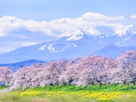 春に行きたいと思う「宮城県の旅行先」ランキング！ 2位「白石川堤一目千本桜」を抑えた1位は？【2026年調査】