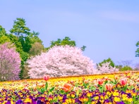 鳥取で行ってみたい＆好きな桜の名所ランキング！ 2位「とっとり花回廊」を抑えた1位は？【2026年調査】