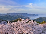 愛媛で行ってみたい＆好きな桜の名所ランキング！ 同率2位「開山公園」「道後公園」、1位は？【2026年調査】