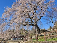 大分で行ってみたい＆好きな桜の名所ランキング！ 2位「大原大しだれ桜」を抑えた1位は？【2026年調査】