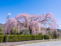 宮崎で行ってみたい＆好きな桜の名所ランキング！ 2位「原田家のしだれ桜」を抑えた1位は？【2026年調査】